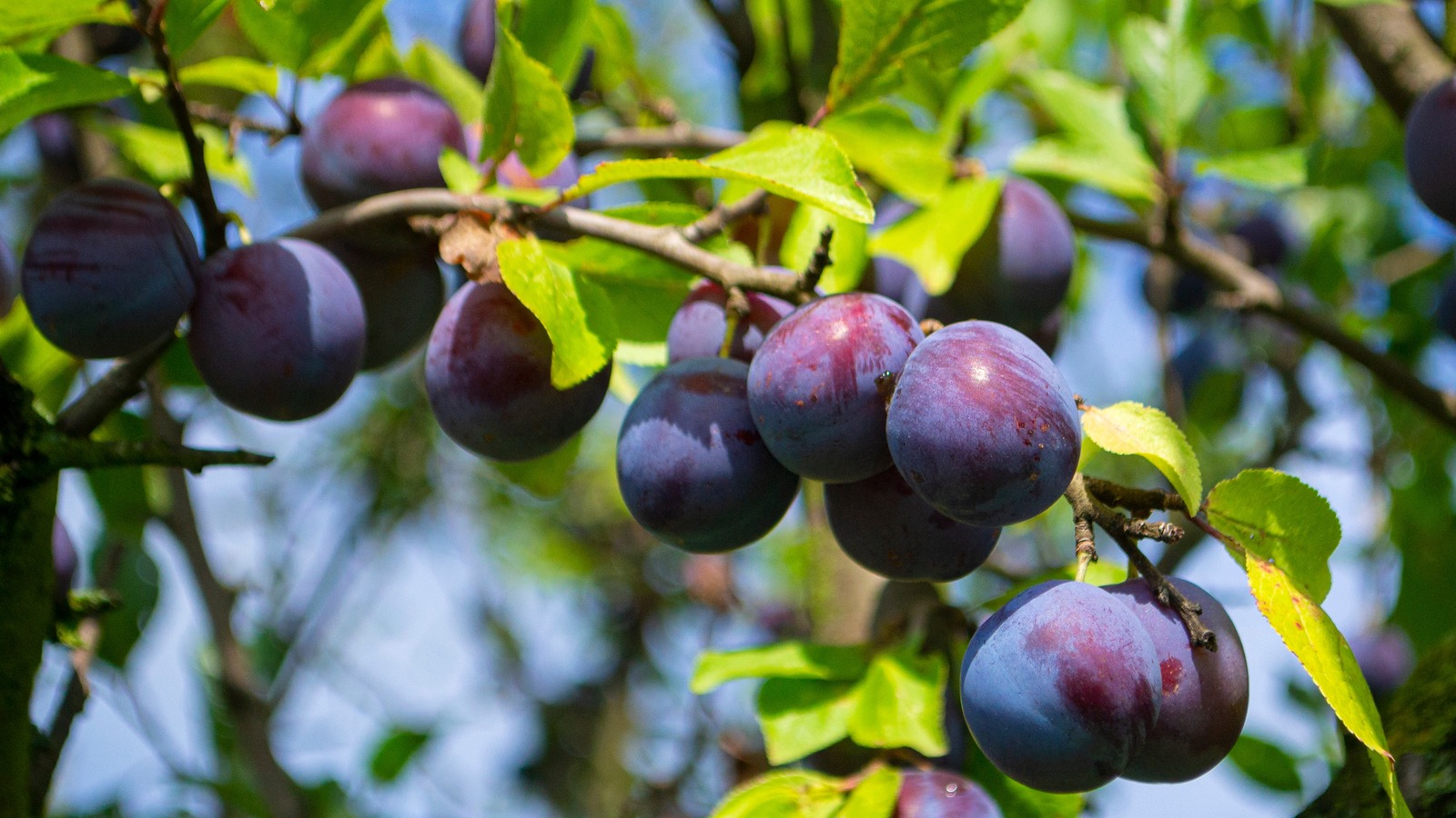 Growing and Caring for a Java Plum Tree: A Comprehensive Guide